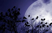 images/avatars/avatar-1419.jpg